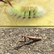 Работа участника